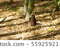 bambooshoot  55925921