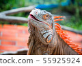 iguana 55925924