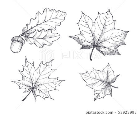 Maple Leaves Monochrome Sketches Isolated Vector 55925993