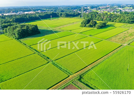農村和那須鹽原地區，仲夏鄉村，八月鄉村，清晨農村，美麗的綠色稻田，無人機攝影， 55926170