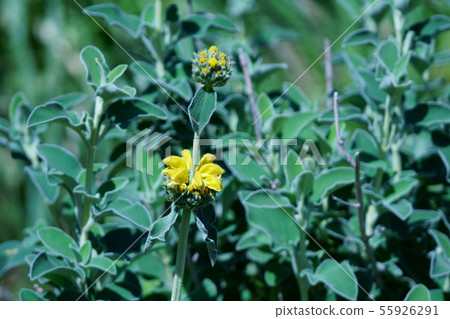 Jerusalem Sage Flower language is "a positive mind" 55926291