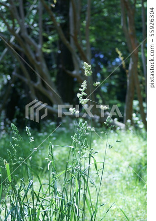 Kamoya is a pasture called orchardgrass. Kamoya is a pasture called orchardgrass. 55926304
