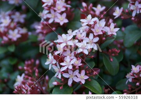 Princess Wheel Plum Rosea Flower language is "Sweet comfort" Princess Wheel Plum Rosea Flower language is "Sweet comfort" 55926318