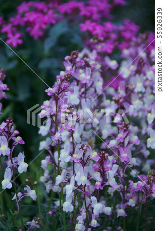 Hime金魚草Linaria花語言是“幻覺” 55926339