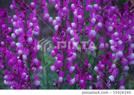 Hime金魚草Linaria花語言是“幻覺” 55926340