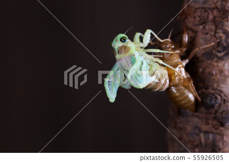 滑翔機的出現 55926505