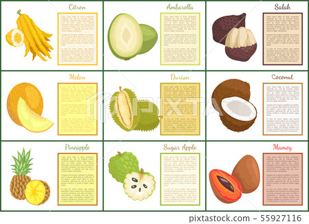 Citron and Salak Fruits Set Vector Illustration Citron and Salak Fruits Set Vector Illustration 55927116