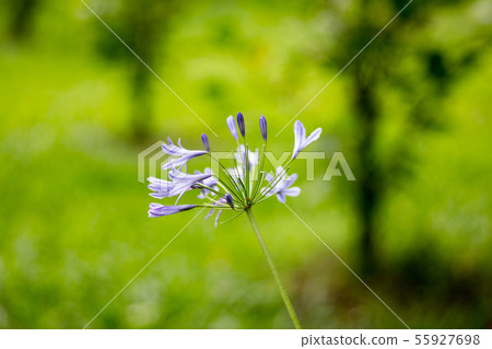 花 55927698