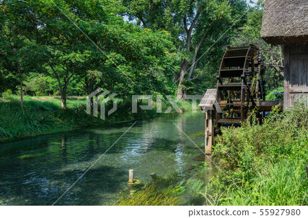 夏季淀川和水車：Daio Wasabi Farm Azumino City 55927980