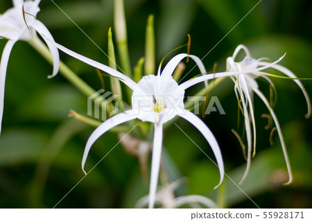 花 花 55928171
