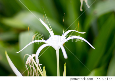 花 花 55928172