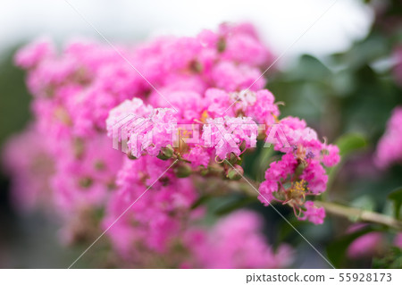 花 花 55928173
