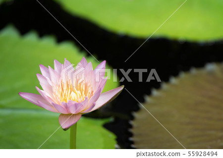 Beautiful purple water lily blooming on water Beautiful purple water lily blooming on water 55928494
