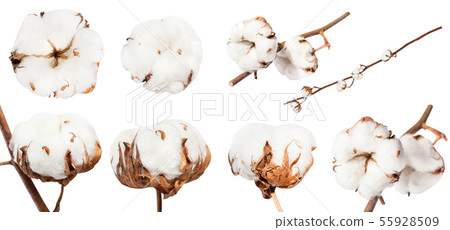 collection of dried ripe boll of cotton plant collection of dried ripe boll of cotton plant 55928509