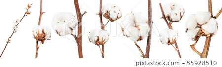 collection of dried twigs of cotton plant isolated collection of dried twigs of cotton plant isolated 55928510