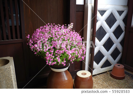 Potted flowers in the former Yamamura house in the Hamamazaki area 55928583