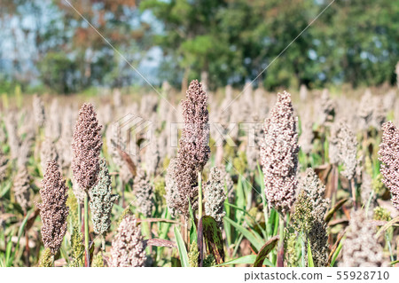 field of sorghum field of sorghum 55928710