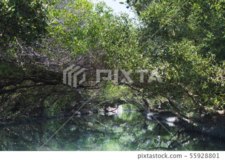 台南四草綠色隧道 55928801