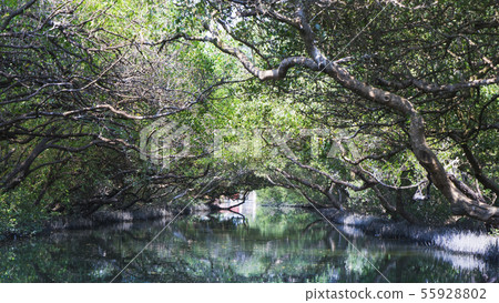 台南四草綠色隧道 台南四草綠色隧道 55928802