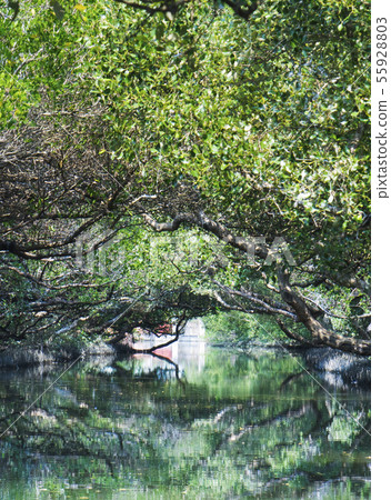 台南四草綠色隧道 55928803