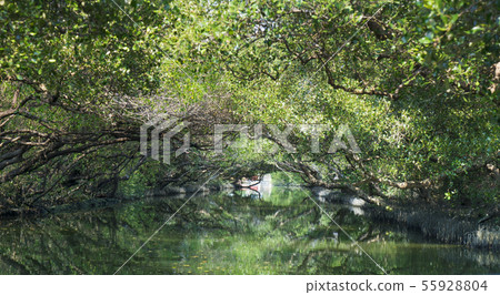 台南四草綠色隧道 台南四草綠色隧道 55928804