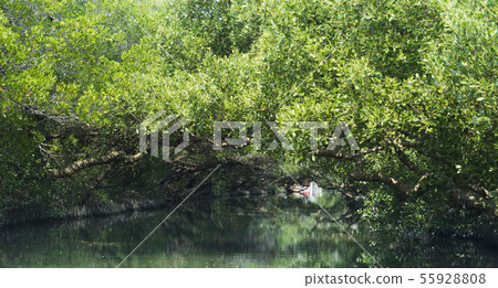 台南四草綠色隧道 台南四草綠色隧道 55928808