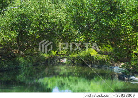 台南四草綠色隧道 台南四草綠色隧道 55928809