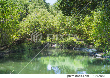 台南四草綠色隧道 55928810