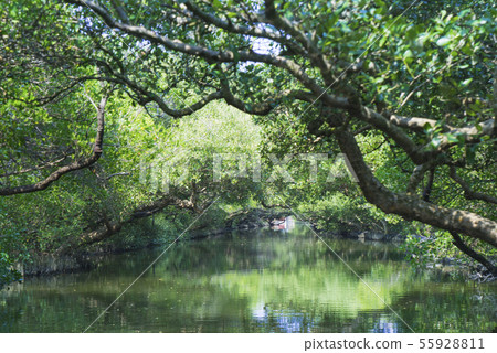 台南四草綠色隧道 台南四草綠色隧道 55928811