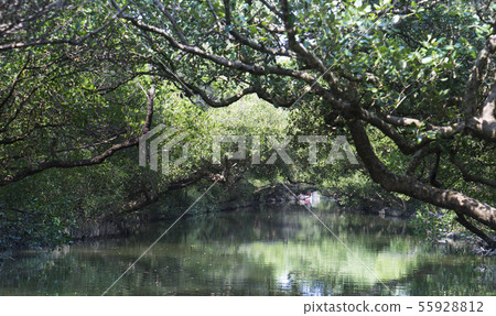 台南四草綠色隧道 55928812