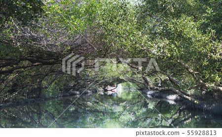 台南四草綠色隧道 台南四草綠色隧道 55928813