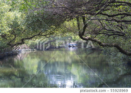 漫遊台南四草綠色隧道 55928969