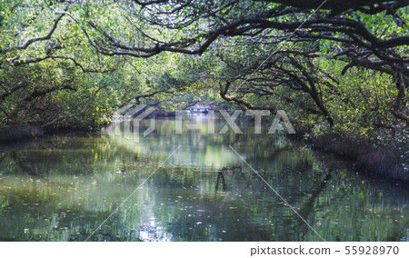 漫遊台南四草綠色隧道 漫遊台南四草綠色隧道 55928970