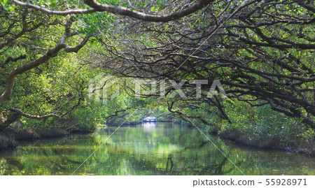 漫遊台南四草綠色隧道 漫遊台南四草綠色隧道 55928971