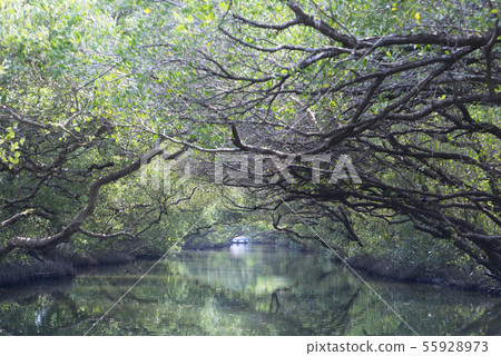 漫遊台南四草綠色隧道 55928973