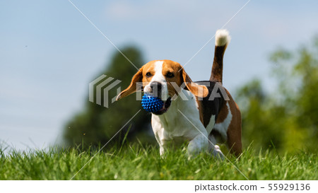 Beagle dog runs through green meadow towards 55929136
