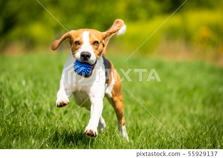 Beagle dog runs through green meadow towards 55929137