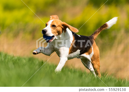 Beagle dog runs through green meadow with a ball 55929138