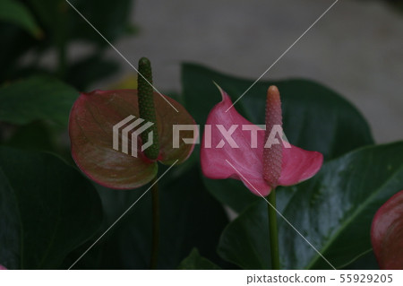 Houseplant Anthurium Houseplant Anthurium 55929205