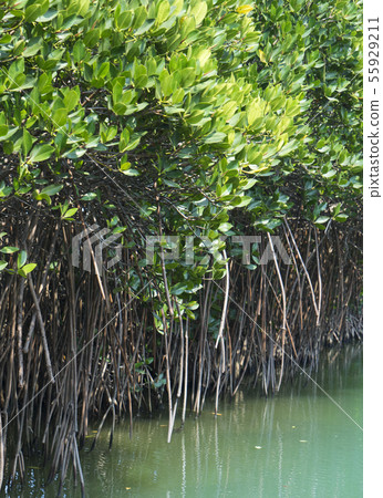 漫遊台南四草綠色隧道 55929211