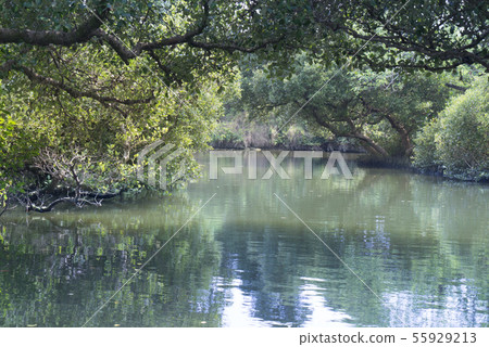 漫遊台南四草綠色隧道 漫遊台南四草綠色隧道 55929213
