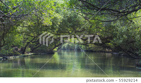 漫遊台南四草綠色隧道 55929214