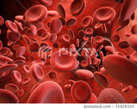 red blood cells in vein red blood cells in vein 55929320