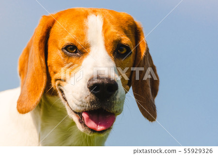 Beagle dog closeup head portrait against blue 55929326