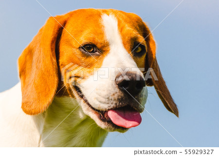 Beagle dog closeup head portrait against blue Beagle dog closeup head portrait against blue 55929327