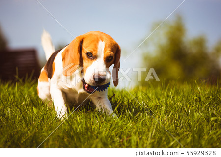 Dog beagle chewing a toy on a green grass in Dog beagle chewing a toy on a green grass in 55929328
