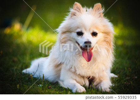 Pomeranian Spitz dog outdoors lying down on grass 55929335