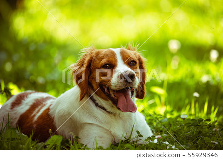 Breton spaniel female puppy lying down in green 55929346