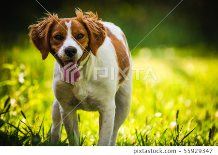 Breton spaniel female puppy standing in green 55929347