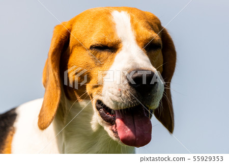 Beagle dog closeup head portrait against blue Beagle dog closeup head portrait against blue 55929353